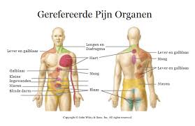 rugpijn en nieren