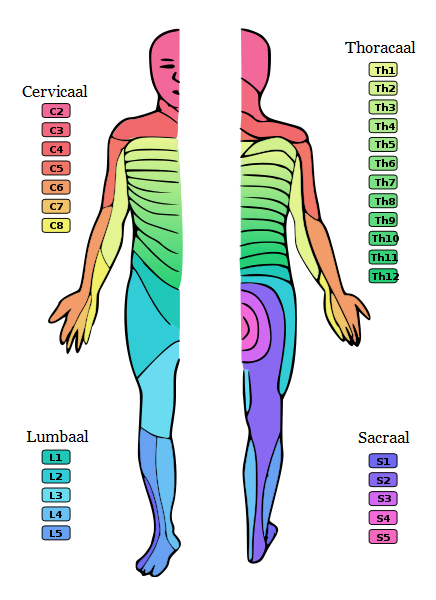 pijn onderrug en bovenbeen