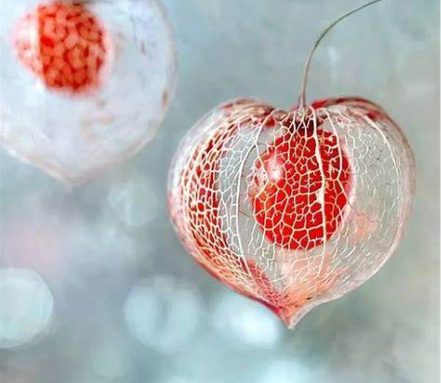 energetische geneeskunde opleiding